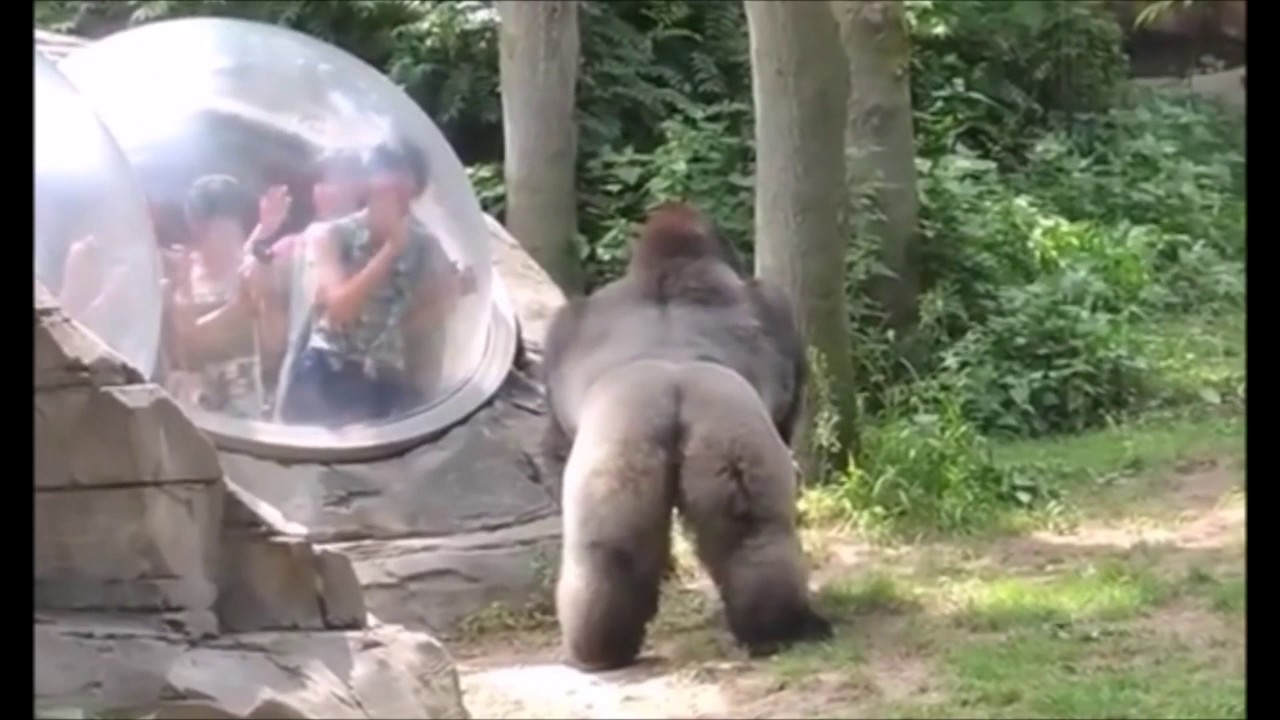 1763298551_maxresdefault-7995883-7296932-jpg