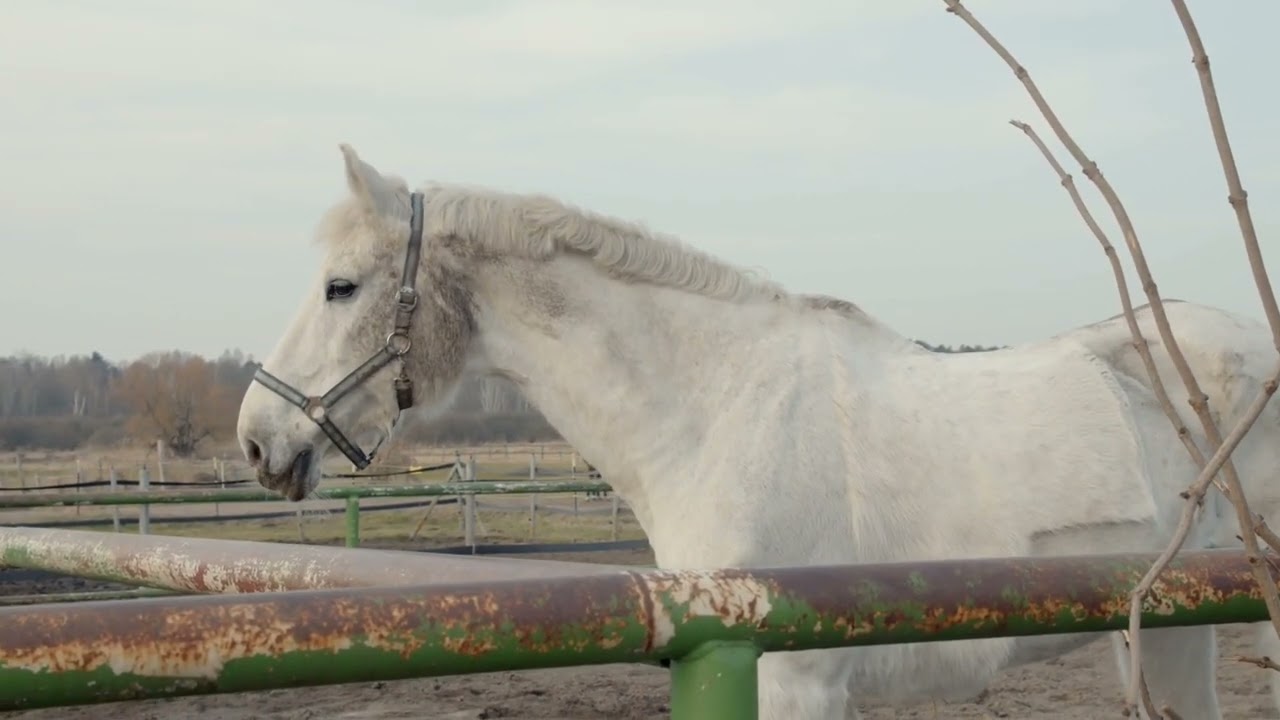 1767662994_maxresdefault-2949892-6792010-jpg